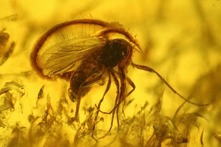 Fossil Fly (Diptera) In Baltic Amber #139035